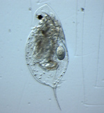 A small aquatic organism seen through a microscope.